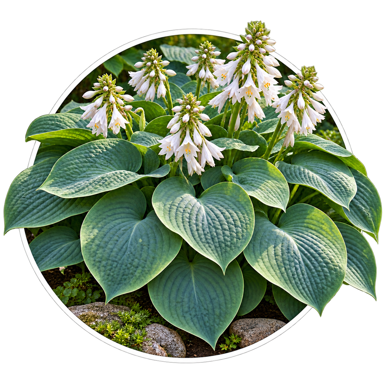 Хоста Зібольда/Hosta sieboldiana